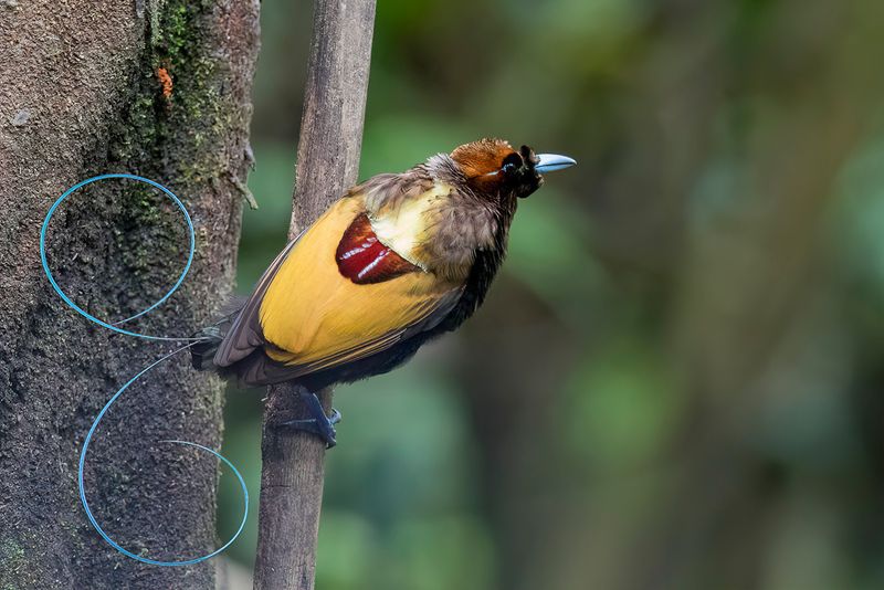 Magnificent Bird-of-paradise (m)