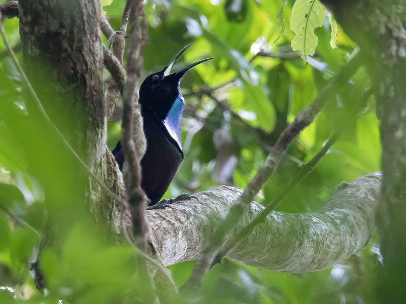 Magnificent Riflebird (m)