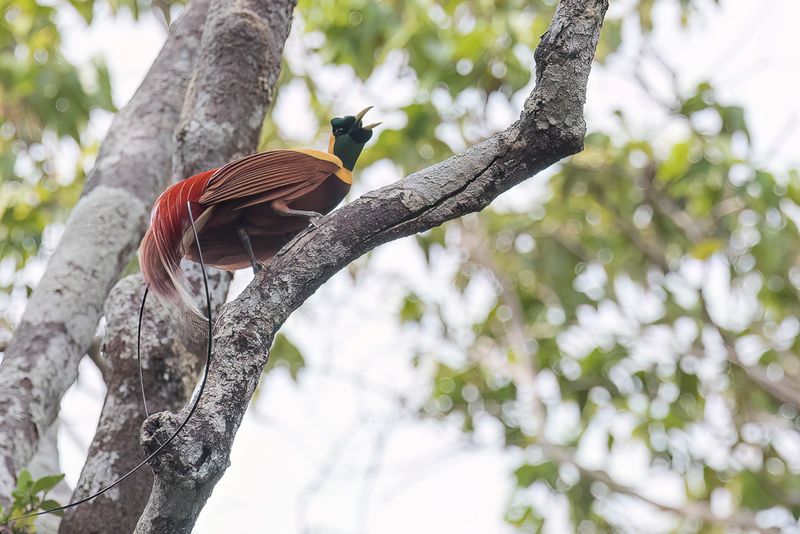 Red Bird-of-paradise (m)