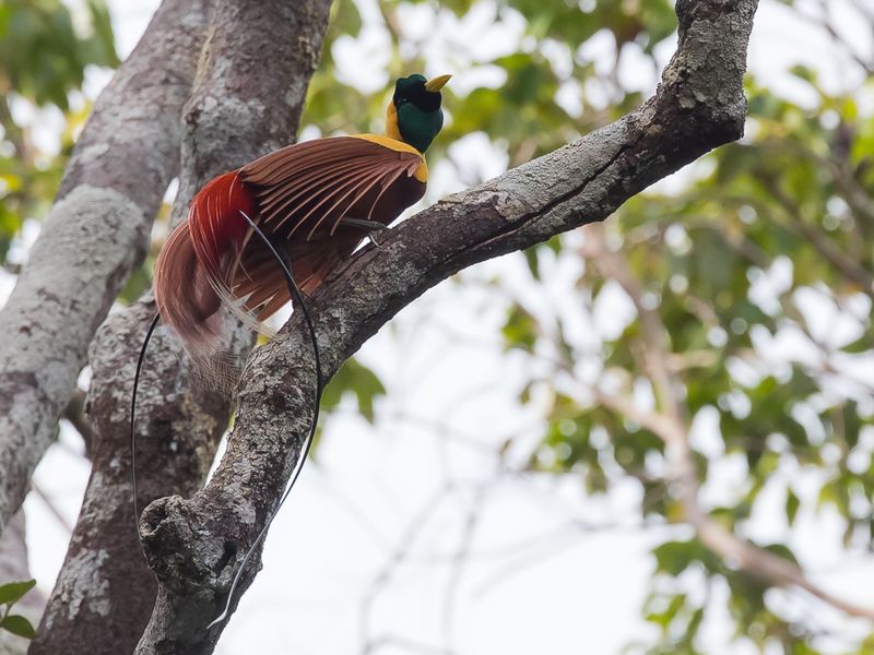 Red Bird-of-paradise (m)