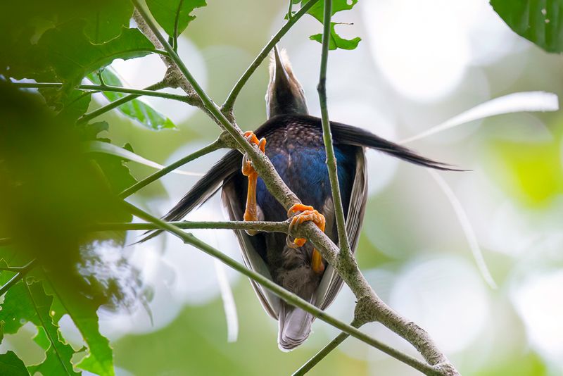 Standardwing (m)