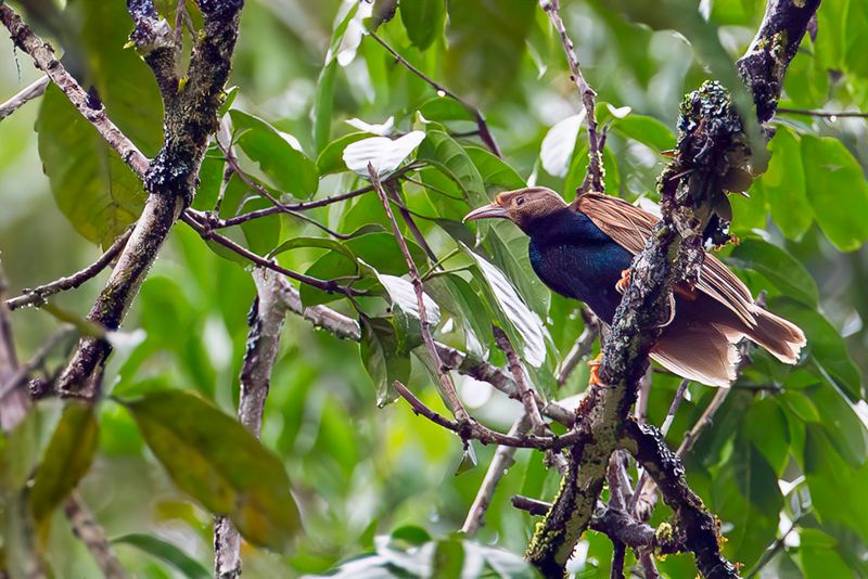 Standardwing (m)