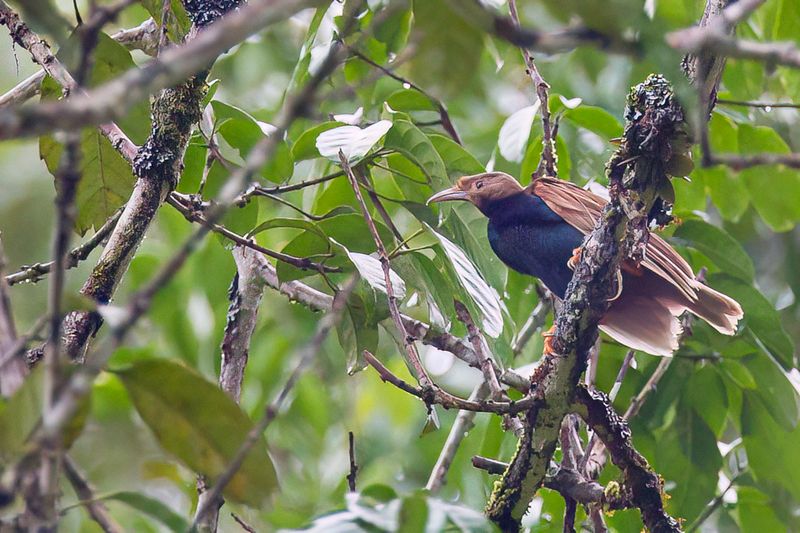 Standardwing (m)
