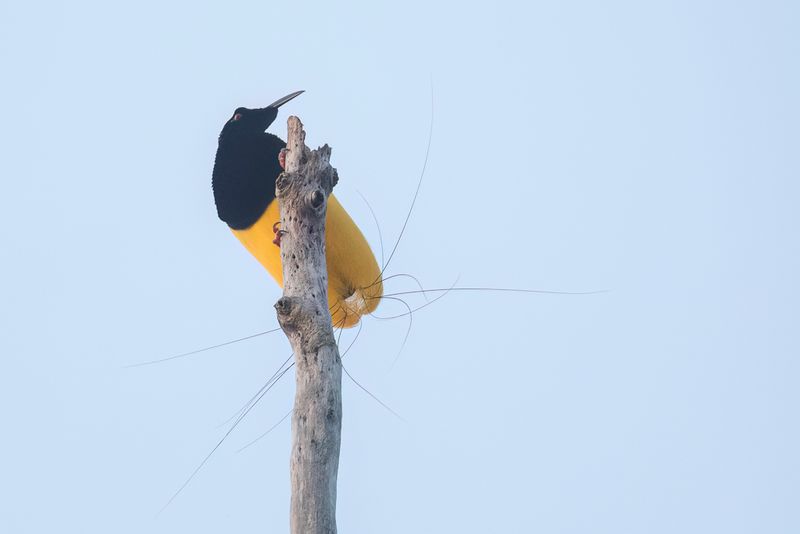 Twelve-wired Bird-of-paradise (m)