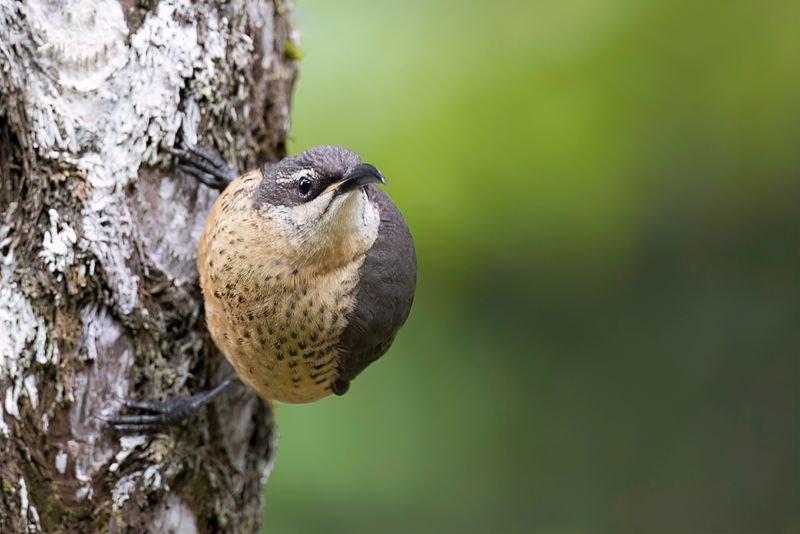 Victoria's Riflebird (f)