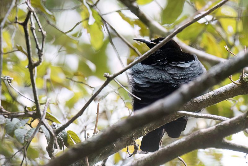 Victoria's Riflebird (m)