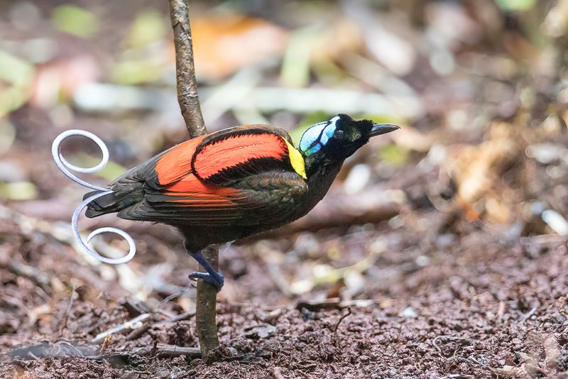 Wilson's Bird-of-paradise (m)