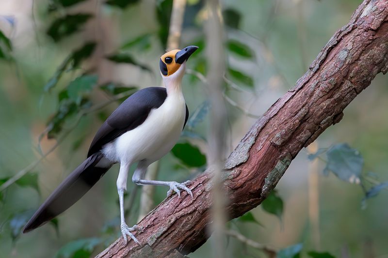 174 Picathartidae - Rockfowl