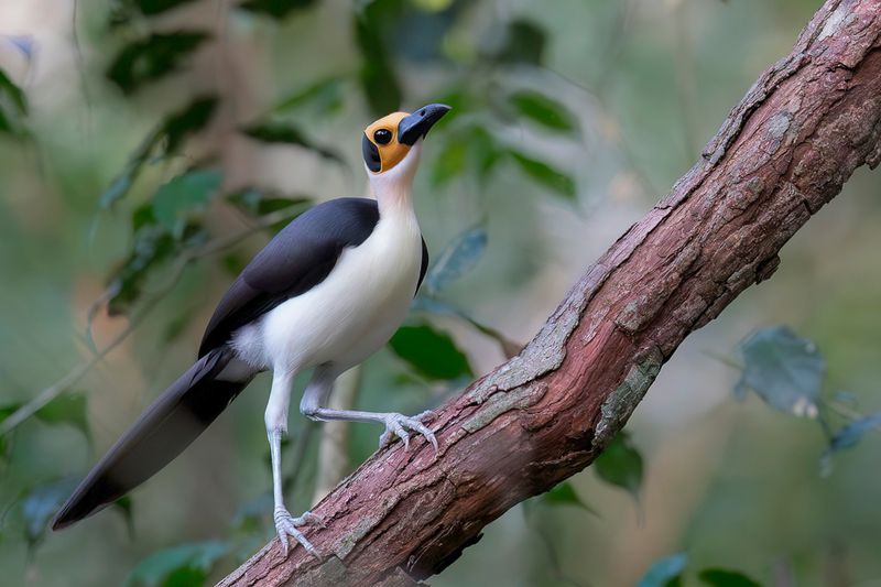 174 Picathartidae - Rockfowl