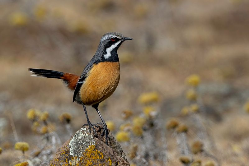 173 Chaetopidae - Rockjumpers