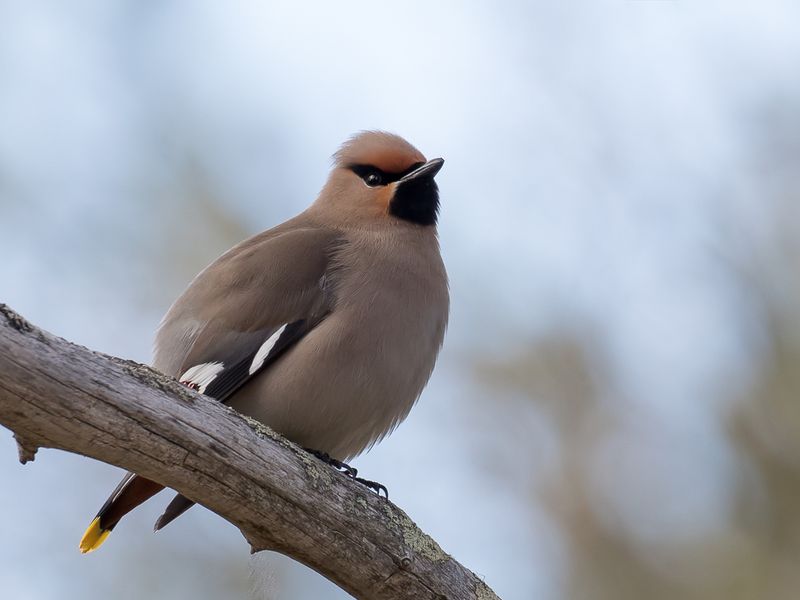 204 Bombycillidae - Waxwings