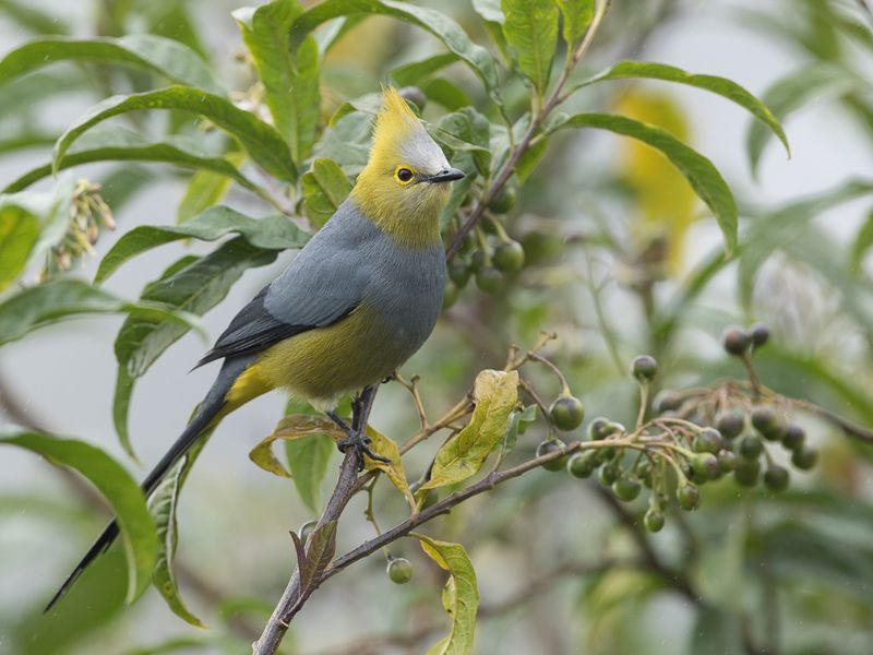 205 Ptiliogonatidae - Silky-flycatchers