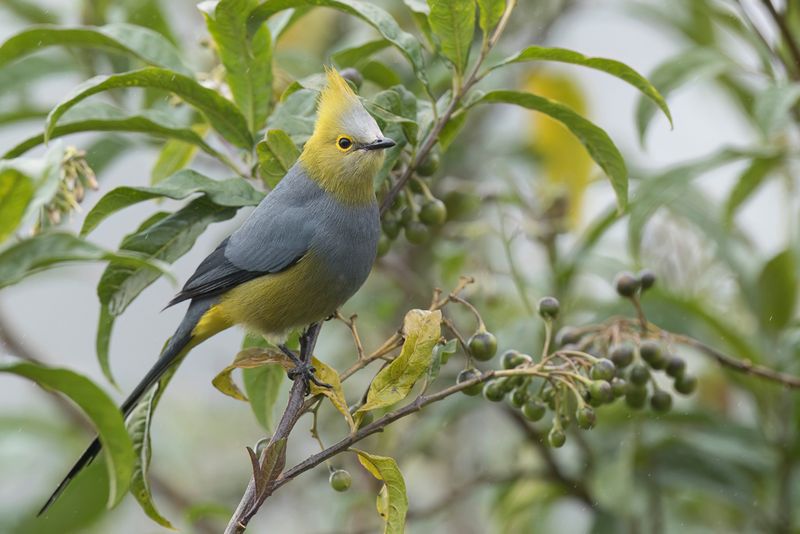 205 Ptiliogonatidae - Silky-flycatchers