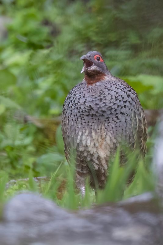 Chestnut-throated Monal-Partridge - Tibetaans Wigstaarthoen - Ttraophase de Verreaux