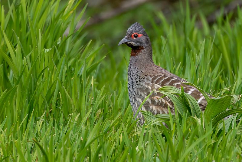 Chestnut-throated Monal-Partridge