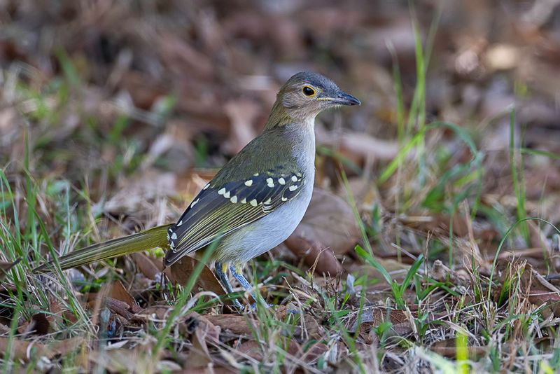 Eastern Nicator