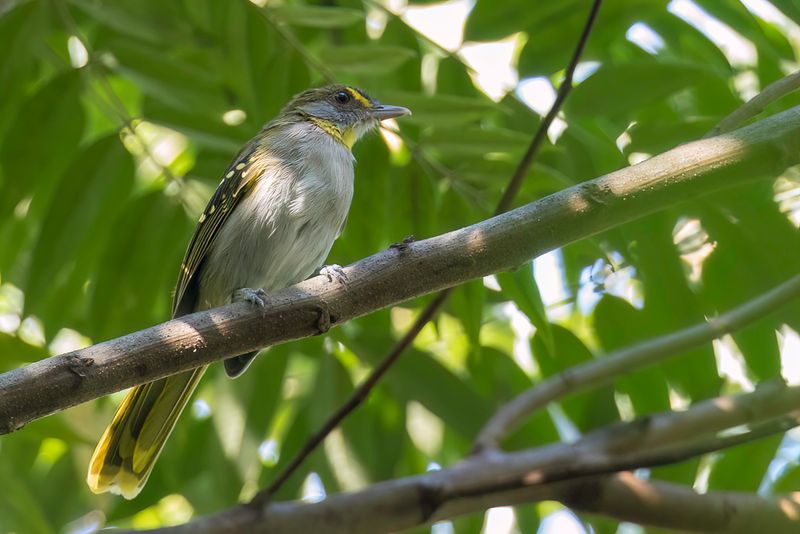 Yellow-throated Nicator