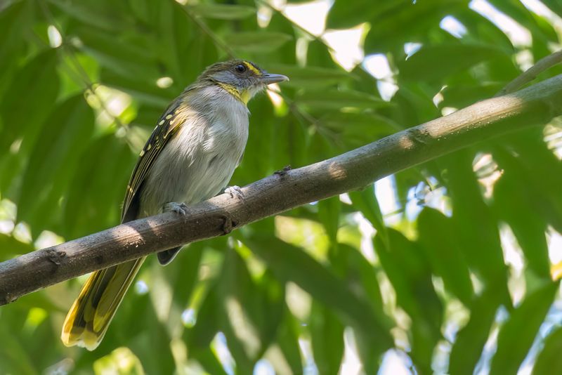 182 Nicatoridae - Nicators