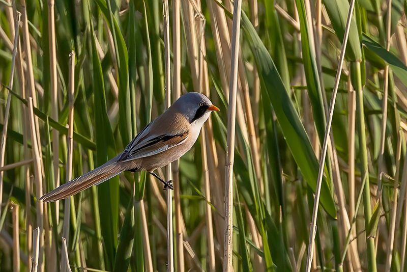 Bearded Reedling