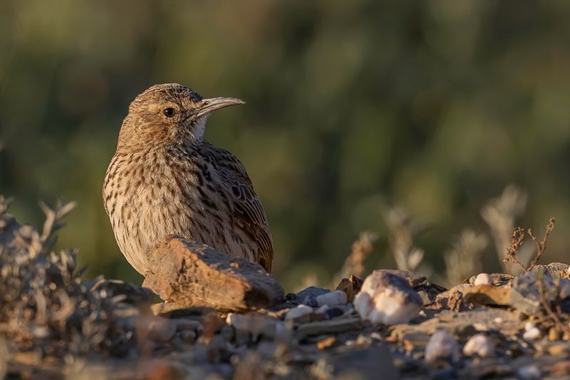 Cape Long-billed Lark