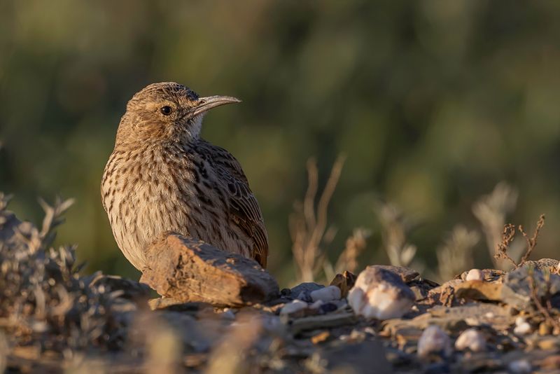 Cape Long-billed Lark
