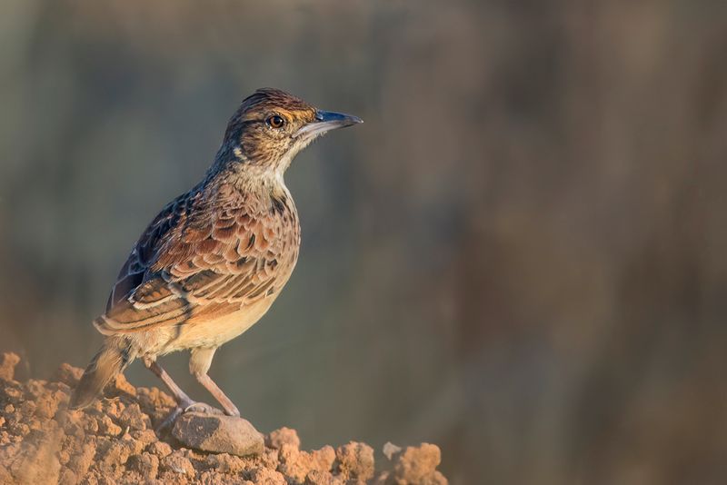 Angola Lark
