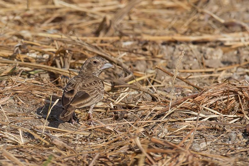 Ashy-crowned Sparrow-lark (f)
