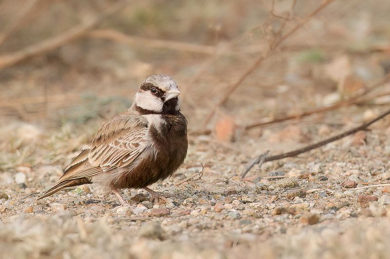 Ashy-crowned Sparrow-Lark (m)