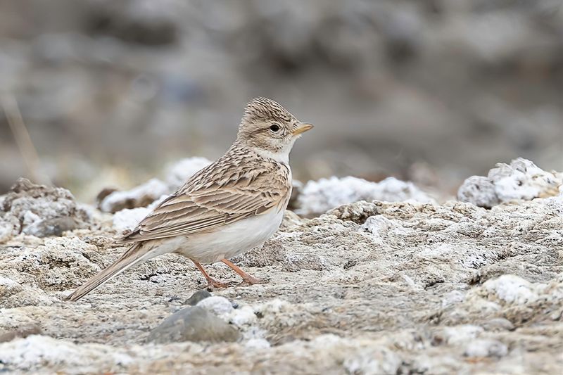 Asian Short-toed Lark