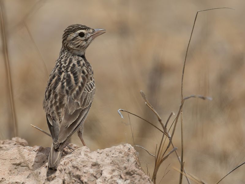 Somali Short-toed Lark