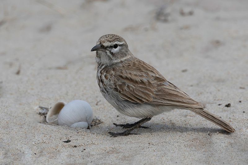 Dune Lark