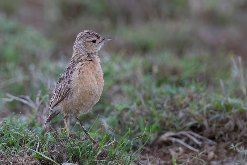 Beesley's Lark