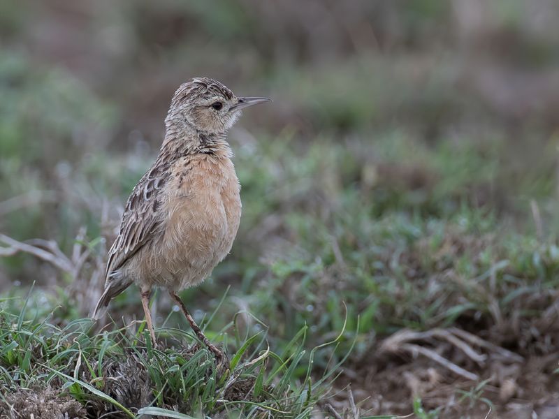 Beesley's Lark