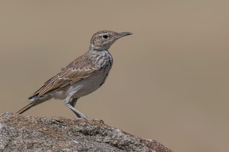 Karoo Long-billed Lark