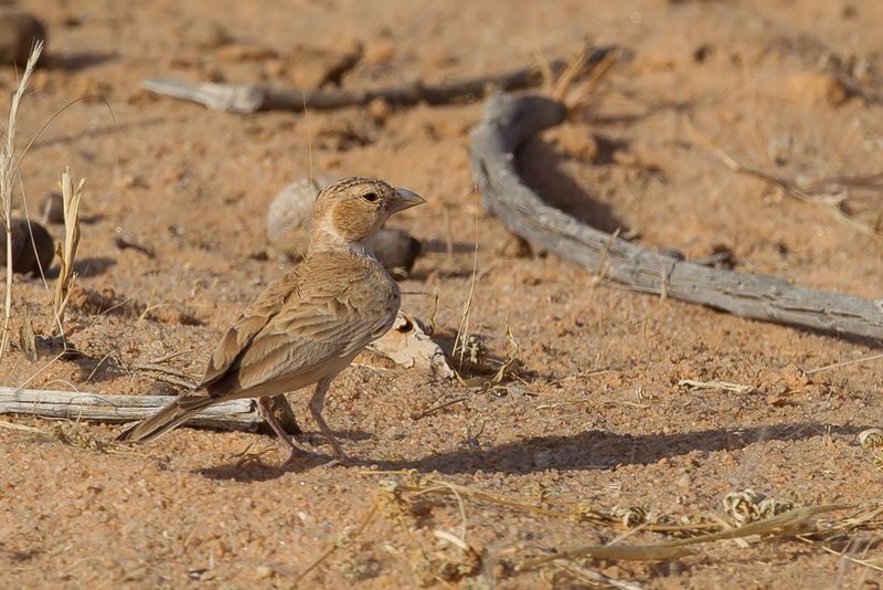 Black-crowned Sparrow-Lark (f)