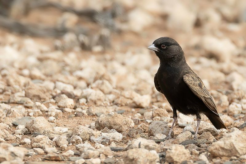 Black-eared Sparrow-Lark (m)