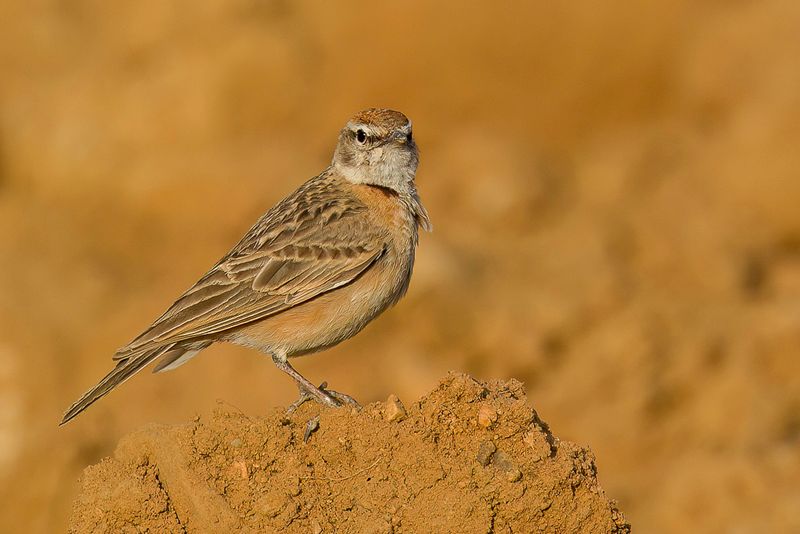 Blanford's Lark