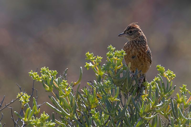 Cape Clapper Lark