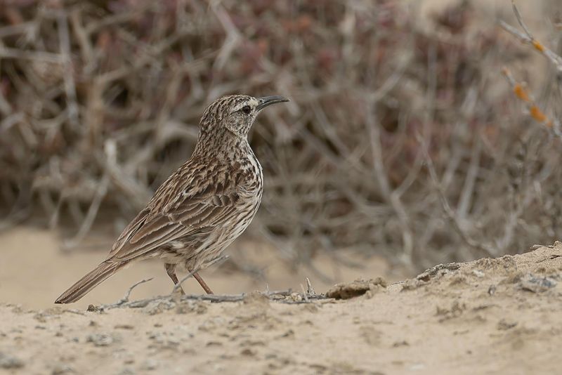 Cape Long-billed Lark