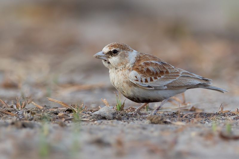 Chestnut-backed Sparrow-Lark (f)