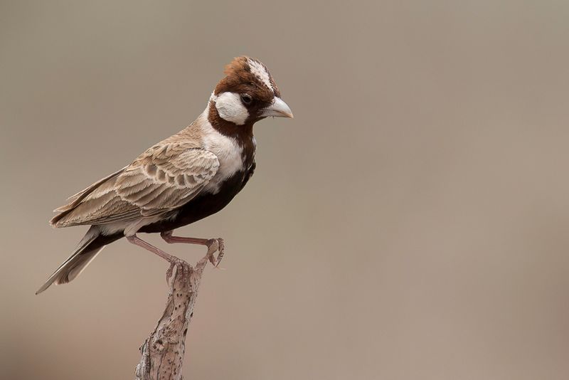 Chestnut-headed Sparrow-Lark (m)
