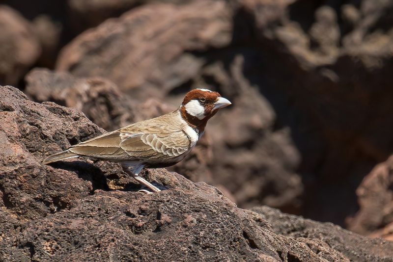 Chestnut-headed Sparrow-Lark
