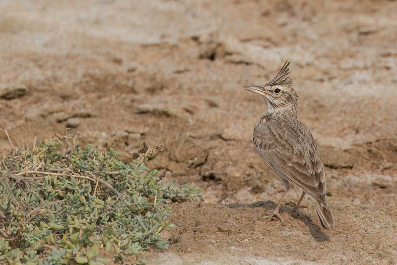 Crested Lark
