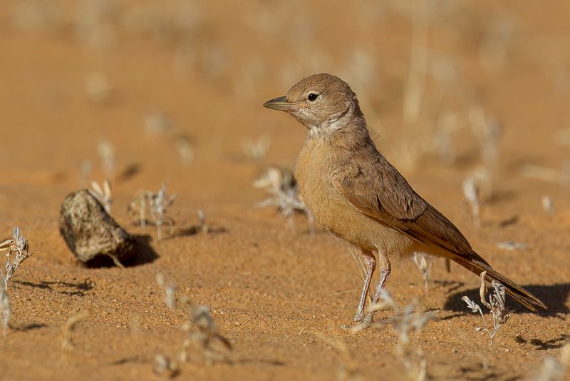 Desert Lark