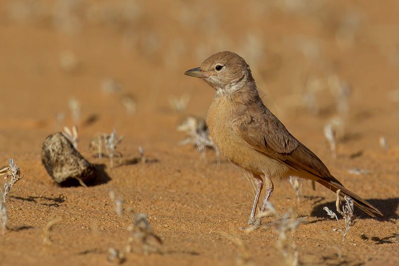 Desert Lark