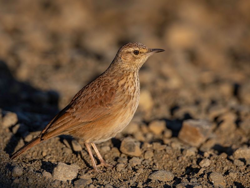 Eastern Long-billed Lark