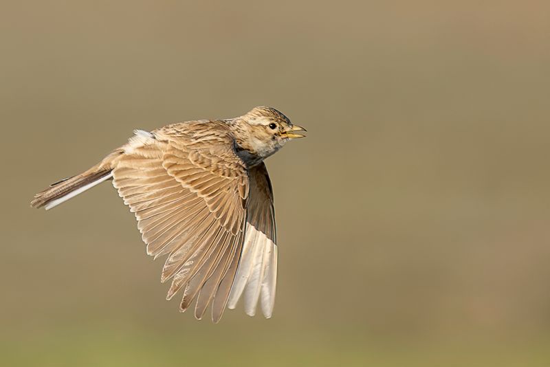 Eurasian Skylark