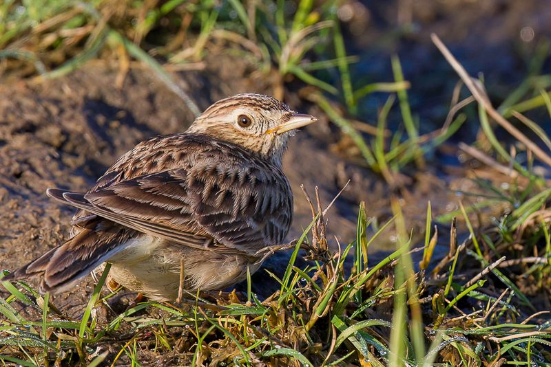 Eurasian Skylark