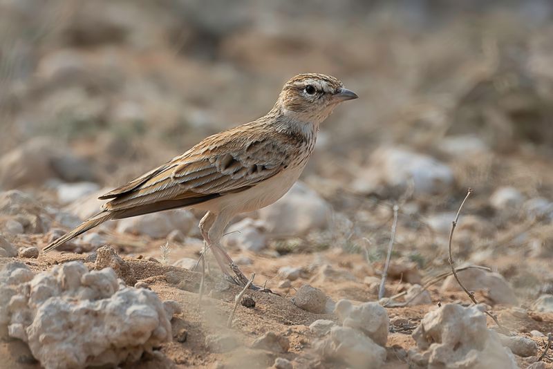 Fawn-colored Lark