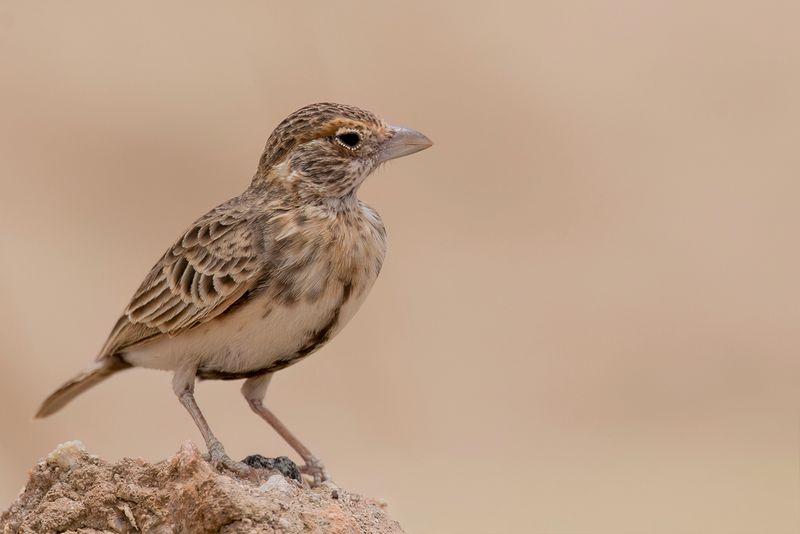 Fischer's Sparrow-Lark (f)